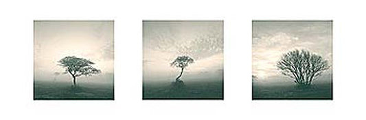 Wilderness Triptych - Michael Kahn