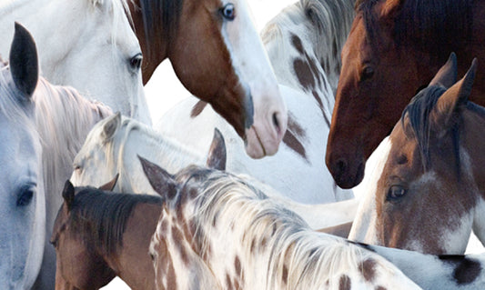 Horses 5 - Jenny Okun