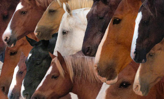 Horses Heads - Jenny Okun