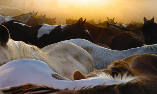 Horses at Dawn - Jenny Okun