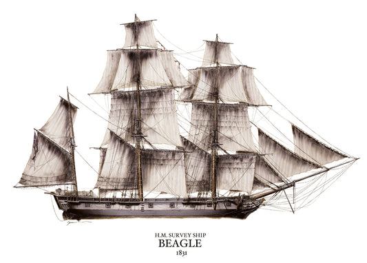 HMS Beagle - Limited edition giclée print by Tony Fernandes